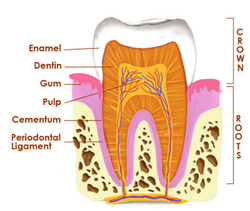 your teeth and gums