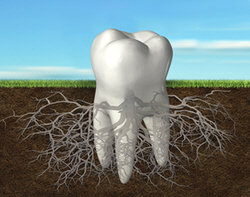 tooth root